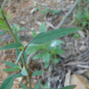 가는명아주(Chenopodium album var. stenophyllum Makino) : 봄까치꽃