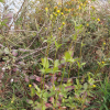 울산도깨비바늘(Bidens pilosa L.) : 산들꽃