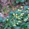 맑은대쑥(Artemisia keiskeana Miq.) : 꽃마리