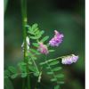 네잎갈퀴나물(Vicia nipponica Matsum.) : 청암