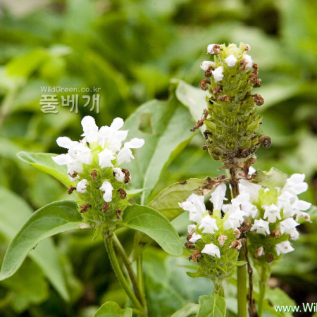 흰꿀풀(Prunella vulgaris L. subsp. asiatica (Nakai) H.Hara f. leucocephala K.Ohashi) : 카르마