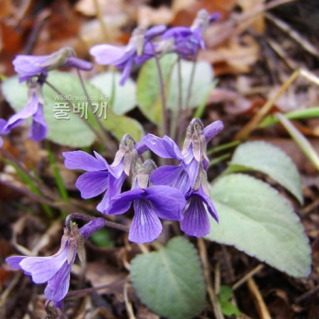 털제비꽃(Viola phalacrocarpa Maxim.) : 塞翁之馬