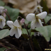 민둥뫼제비꽃(Viola tokubuchiana var. takedana (Makino) F.Maek.) : 통통배