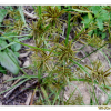 금방동사니(Cyperus microiria Steud.) : 추풍