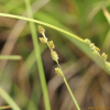 산사초(Carex canescens L.) : 도리뫼
