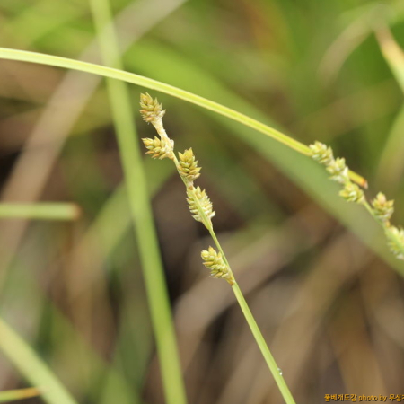 산사초(Carex canescens L.) : 무심거사