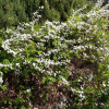 조팝나무(Spiraea prunifolia Siebold & Zucc. f. simpliciflora Nakai) : 호랑나비