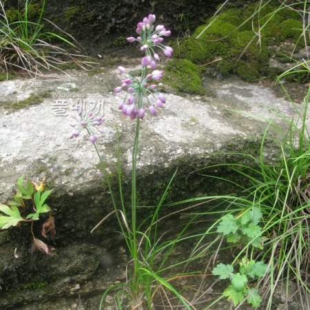 강부추(Allium longistylum Baker) : kplant1