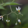 배풍등(Solanum lyratum Thunb. ex Murray) : 능선따라