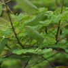 실거리나무(Caesalpinia decapetala (Roth) Alston) : 설뫼*