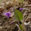 털제비꽃(Viola phalacrocarpa Maxim.) : 통통배