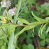 태백기린초(Phedimus latiovalifolius (Y.N.Lee) D.C.Son & H.J.Kim) : 산들꽃