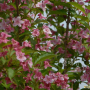 색병꽃나무 : 보성에정원을