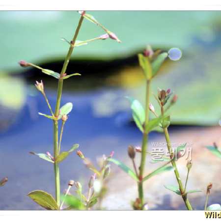 밭뚝외풀(Lindernia procumbens (Krock.) Borbas) : 추풍