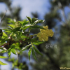 덧나무(Sambucus racemosa L. subsp. sieboldiana (Blume ex Miq.) H.Hara) : 통통배