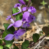 애기풀(Polygala japonica Houtt.) : 산들꽃