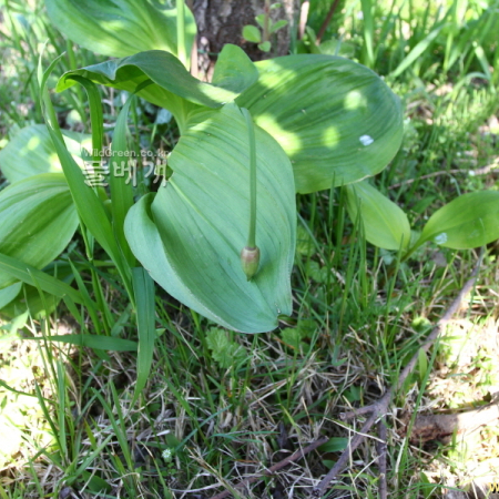 울릉산마늘(Allium ulleungense H.J.Choi & N.Friesen) : 산들꽃