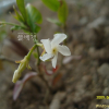 마삭줄(Trachelospermum asiaticum (Siebold & Zucc.) Nakai) : 麥友