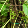 담쟁이덩굴(Parthenocissus tricuspidata (Siebold & Zucc.) Planch.) : 산림감시원