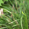 왕그늘사초(Carex pediformis var. pedunculata Maxim.) : 도리뫼