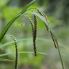 비늘사초(Carex phacota Spreng.) : 무심거사