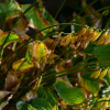 옥잠화(Hosta plantaginea (Lam.) Aschers.) : 무심거사