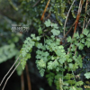애기꼬리고사리(Asplenium tenuicaule Hayata) : 벼루