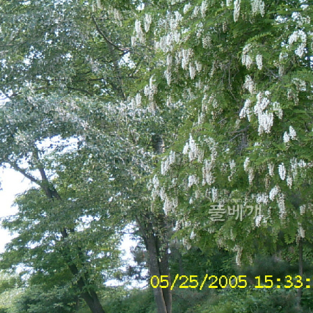 아까시나무(Robinia pseudoacacia L.) : 현촌