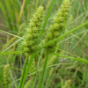괭이사초(Carex neurocarpa Maxim.) : 산들꽃