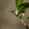 두메닥나무(Daphne pseudomezereum var. koreana (Nakai) Hamaya) : 晴嵐