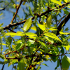 왕버들(Salix chaenomeloides Kimura) : 산들꽃