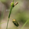도깨비사초(Carex dickinsii Franch. & Sav.) : 벼루