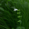 흰벌깨덩굴(Meehania urticifolia for. leucantha Hara) : 통통배