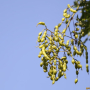 회화나무 : 별꽃