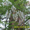 아까시나무(Robinia pseudoacacia L.) : 현촌