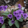 털제비꽃(Viola phalacrocarpa Maxim.) : 청암
