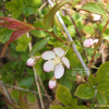 이스라지(Prunus japonica var. nakaii (H.Lev.) Rehder) : 꽃마리