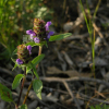 꿀풀(Prunella vulgaris L. subsp. asiatica (Nakai) H.Hara) : 산들꽃
