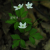 숲바람꽃(Anemone umbrosa C.A.Mey.) : 들국화
