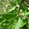 오미자(Schisandra chinensis (Turcz.) Baill.) : 박용석