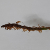 낚시고사리(Polystichum craspedosorum (Maxim.) Diels) : 설뫼*