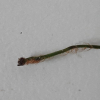 낚시고사리(Polystichum craspedosorum (Maxim.) Diels) : 설뫼*