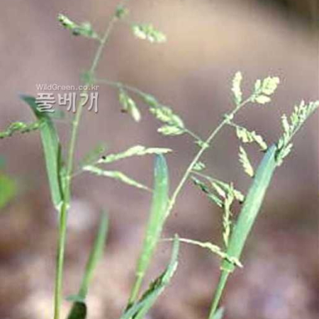 새포아풀(Poa annua L.) : kplant1