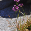 강부추(Allium longistylum Baker) : 산들꽃