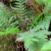 나도히초미(Polystichum polyblepharum (Roem. ex Kunze) C.Presl) : 설뫼*
