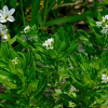 모래지치(Argusia sibirica (L.) Dandy) : habal