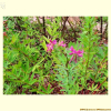 달구지풀(Trifolium lupinaster L.) : 塞翁之馬
