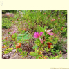 달구지풀(Trifolium lupinaster L.) : 塞翁之馬