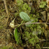 풍선난초(Calypso bulbosa (L.) Rchb.f.) : 들국화