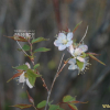 이스라지(Prunus japonica var. nakaii (H.Lev.) Rehder) : 벼루